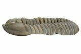 Long Prone Flexicalymene Trilobite - Mt Orab, Ohio #329758-1